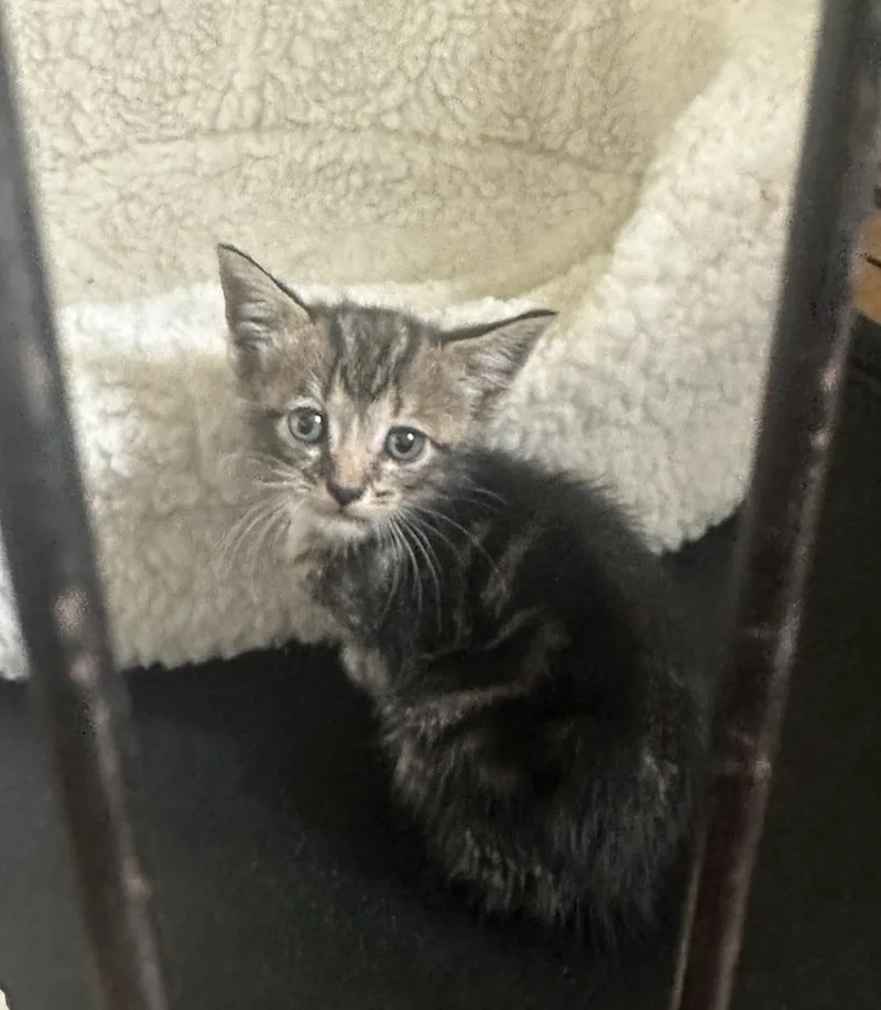 A baby small-sized male Gray / Blue / Silver Domestic Short Hair cat named Westin Courtesy Listing for adoption in Dawson, GA