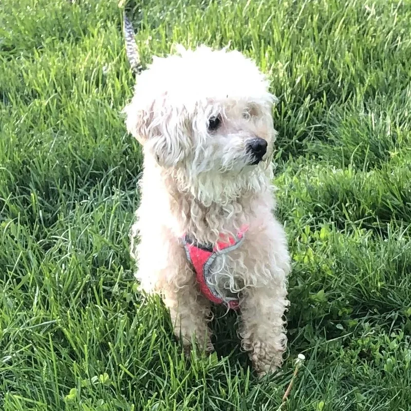 An adult small-sized female White / Cream Poodle dog named Dreamy for adoption in Barrington Hills, IL