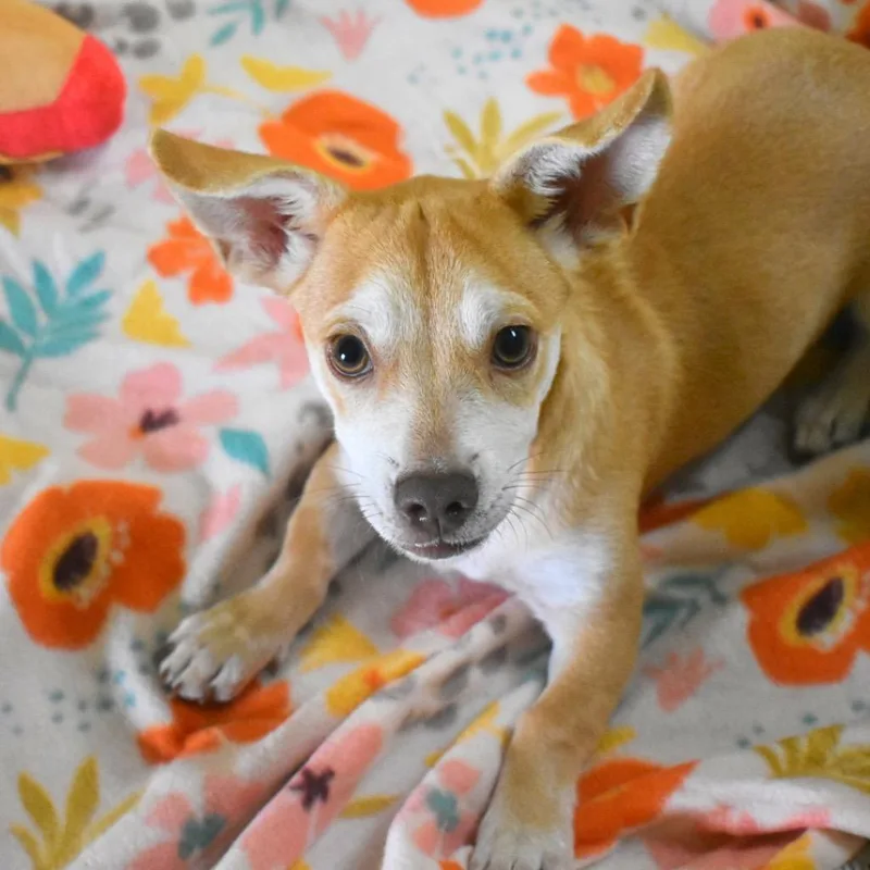 A baby medium-sized female Chihuahua dog named Rita for adoption in Saint Petersburg, FL