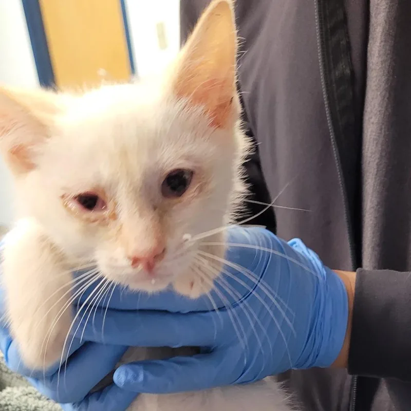 A baby small-sized male White Domestic Short Hair cat named Tails for adoption in Newark, NJ