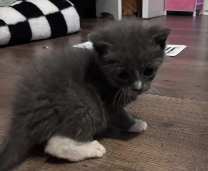 A young medium-sized male Gray & White Domestic Short Hair cat named Frankie for adoption in Buford, GA