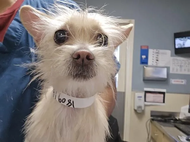 A young small-sized female Chihuahua dog named Tikumi for adoption in Riverside, CA