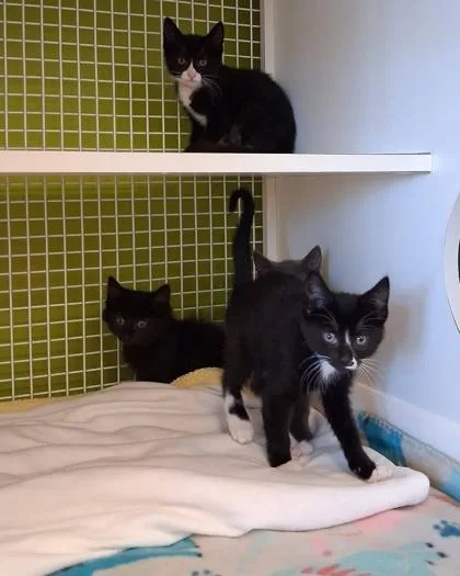 A baby small-sized male Domestic Short Hair cat named St. Francis of Assisi for adoption in Hobart, IN