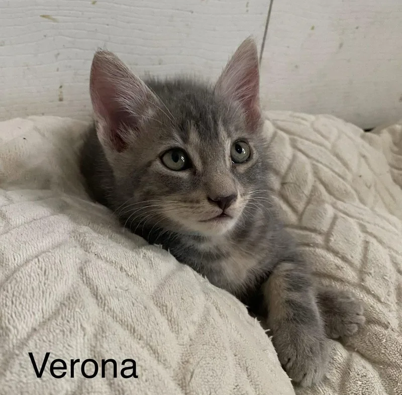 A baby medium-sized male Gray / Blue / Silver Domestic Short Hair cat named Verona for adoption in Oviedo, FL