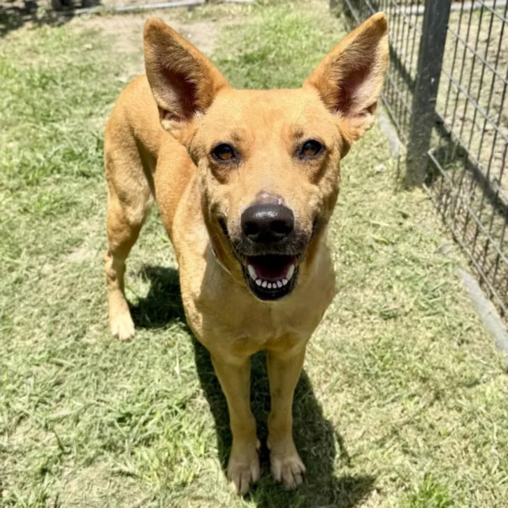 A young medium-sized female German Shepherd Dog dog named Magnolia for adoption in Houston, TX
