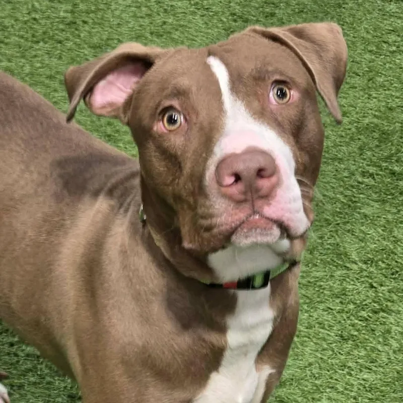 A young medium-sized male Pit Bull Terrier dog named Oliver Coop for adoption in Racine, WI