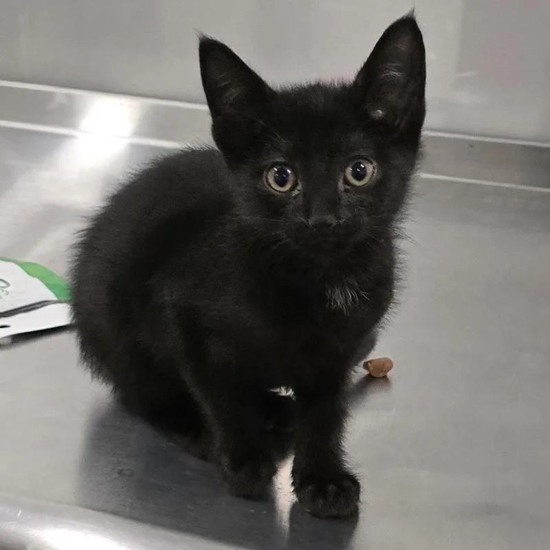 A baby small-sized female Black Domestic Short Hair cat named Salem for adoption in Washburn, MO