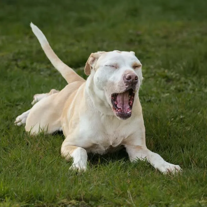 An adult medium-sized female White / Cream Pit Bull Terrier dog named Crystal for adoption in Centralia, WA