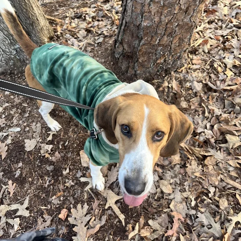 An adult medium-sized male Brown / Chocolate Hound dog named Rocher for adoption in Troy, VA