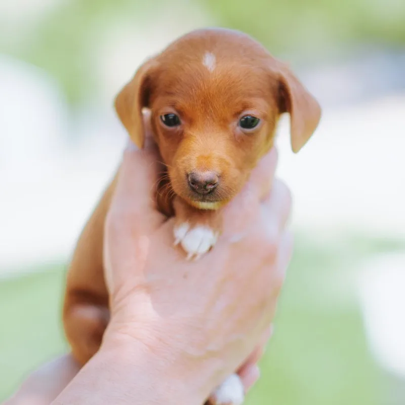 A baby small-sized female Brown / Chocolate Chihuahua dog named Handy Mandy for adoption in Northbrook, IL