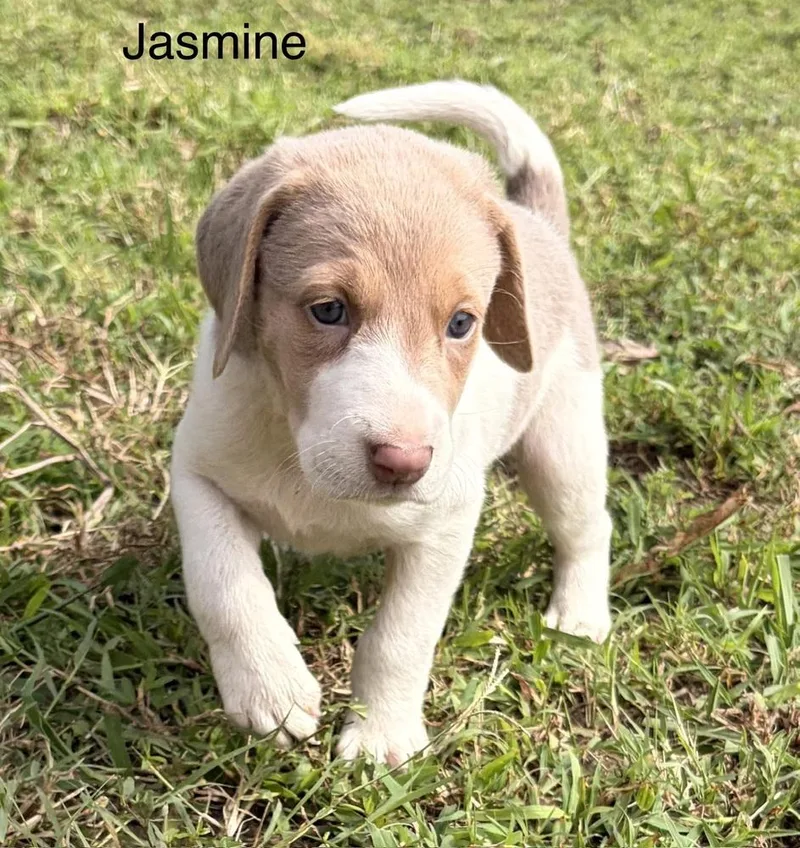 A baby medium-sized female White / Cream Hound dog named Jasmine for adoption in Louisa, VA