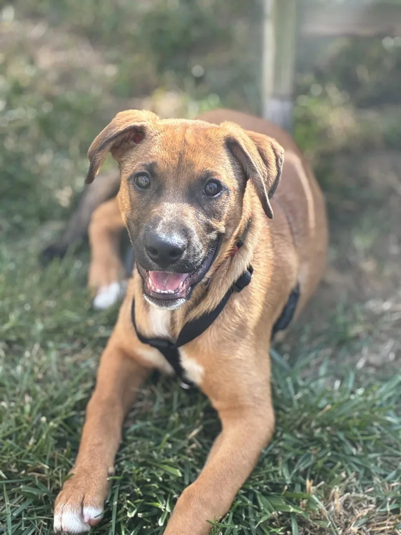 A young large-sized male German Shepherd Dog dog named Sampson for adoption in Spring City, PA