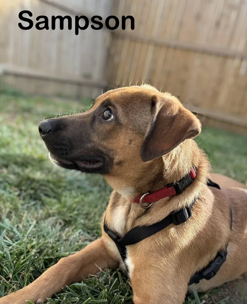 Sampson thumbnail 3