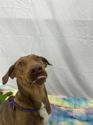 An adult large-sized male Hound dog named Wexford for adoption in Madison, NJ