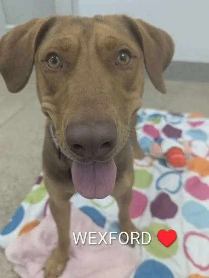Wexford thumbnail 3