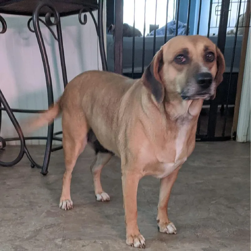 A young medium-sized female Brown / Chocolate Beagle dog named Lacey for adoption in Charlotte, NC