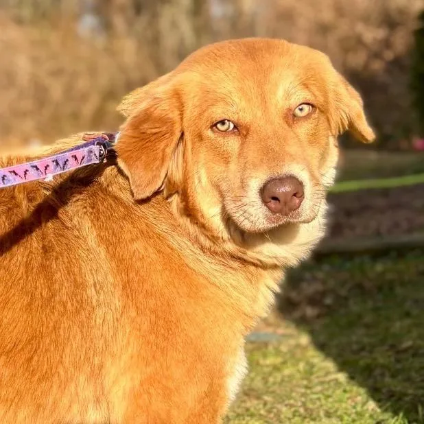 An adult large-sized female Golden Mixed Breed dog named Maggie for adoption in Wantagh, NY