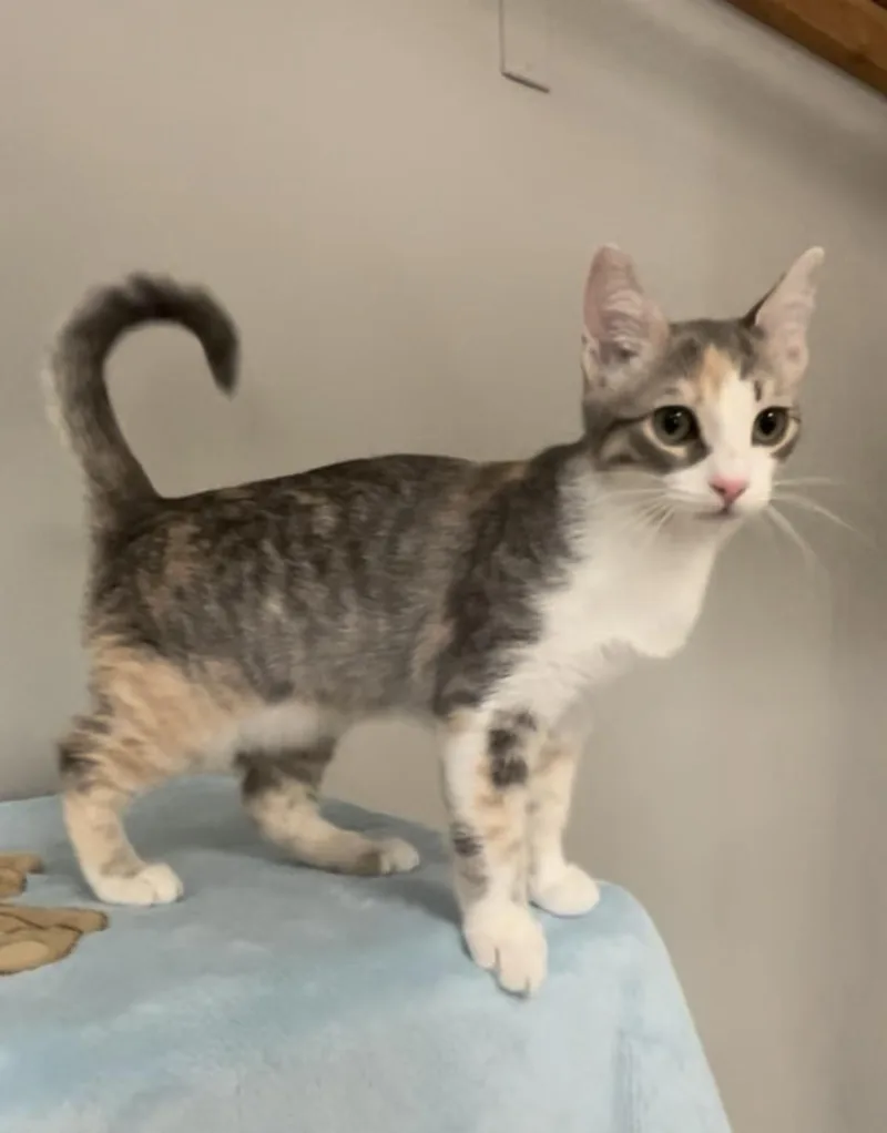 A young medium-sized female Calico Domestic Short Hair cat named Iris for adoption in Petaluma, CA