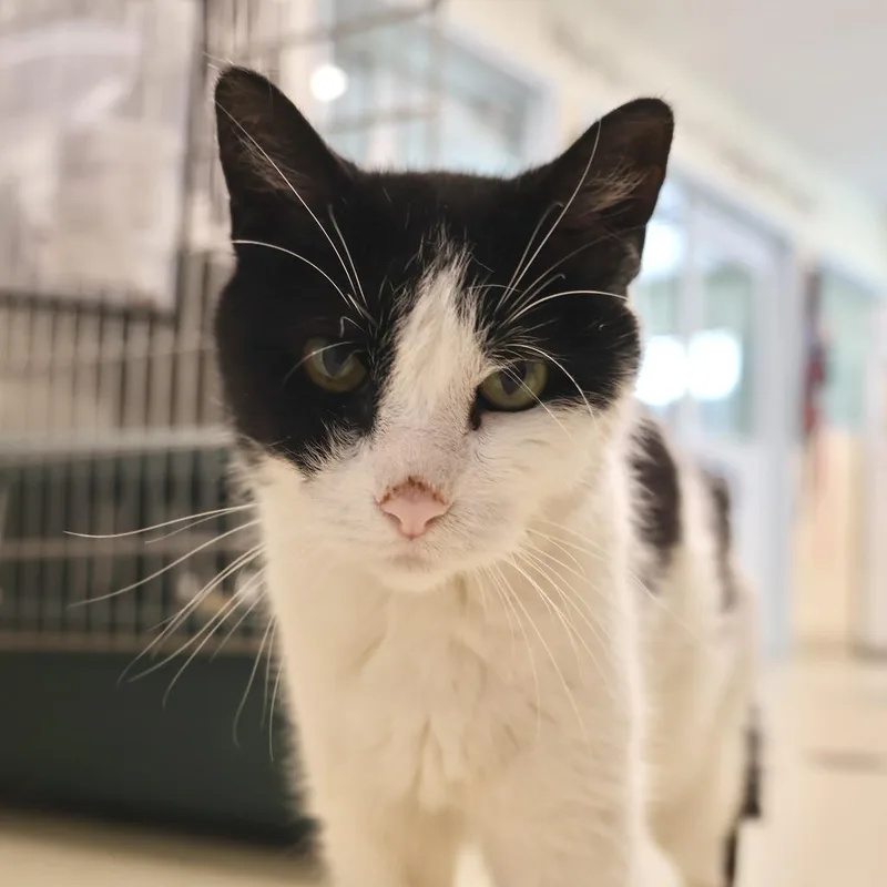 A senior medium-sized male Black Domestic Short Hair cat named Jeter for adoption in Briarcliff Manor, NY