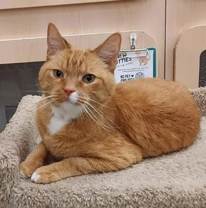 An adult medium-sized male Orange / Red Domestic Short Hair cat named Jethro for adoption in Kansas City, MO