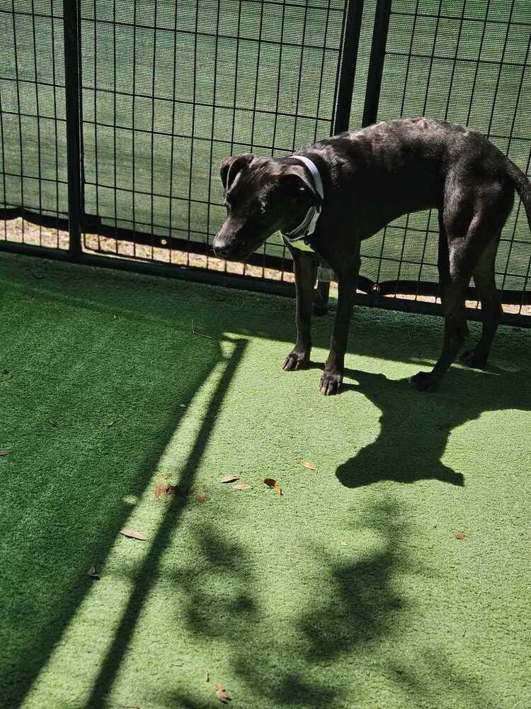 A young medium-sized female Black American Staffordshire Terrier dog named Breya for adoption in Lakeland, FL