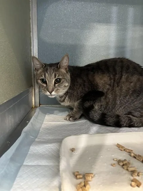 A young small-sized female Domestic Short Hair cat named Nala for adoption in Westminster, MD