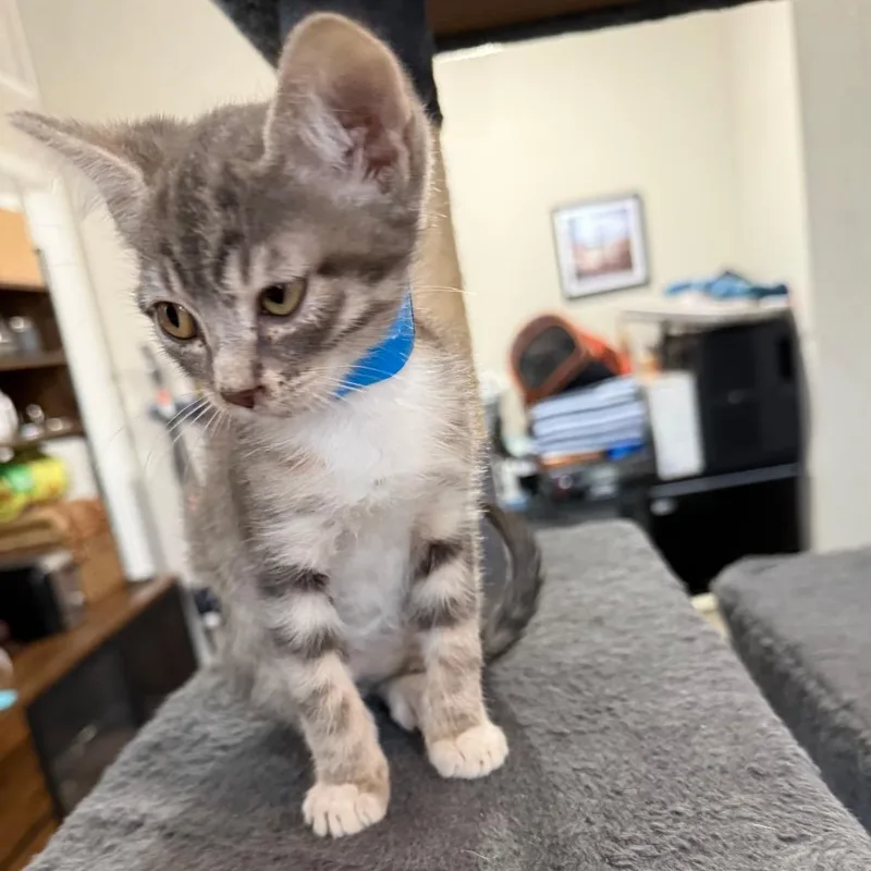 A baby small-sized male Gray / Blue / Silver Domestic Short Hair cat named Sam for adoption in Prosper, TX