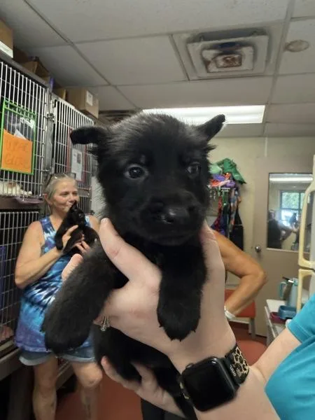 Simba