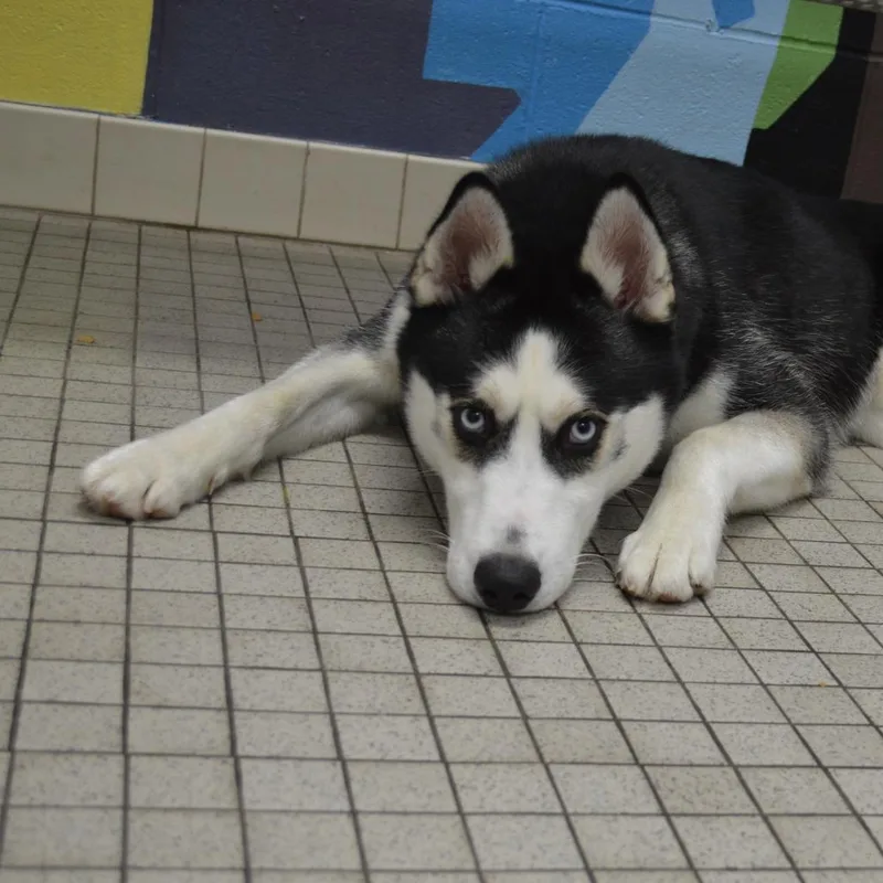 A young medium-sized male Black Husky dog named Apollo for adoption in Camden, DE