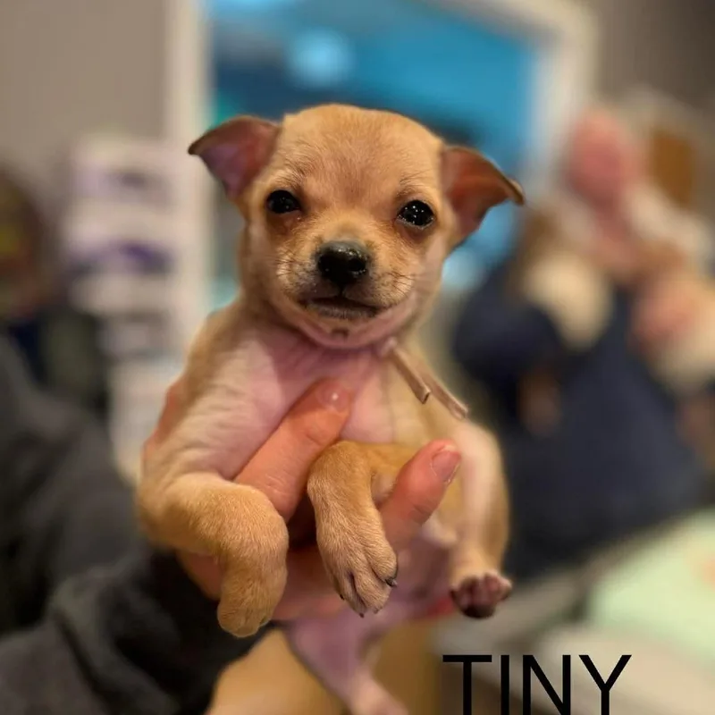 Tiny