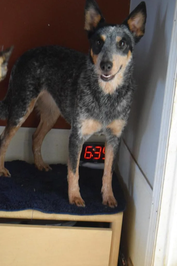 An adult medium-sized male Cattle Dog dog named Maddie for adoption in Pahrump, NV