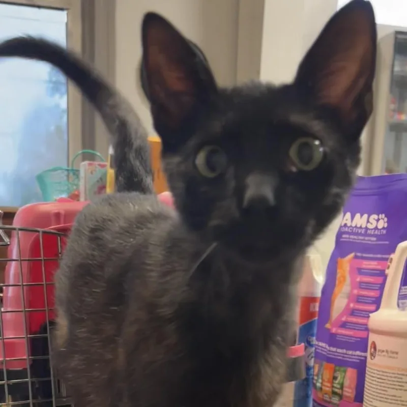 A young medium-sized male Black Domestic Short Hair cat named Bon Jovi for adoption in Laurel, MS