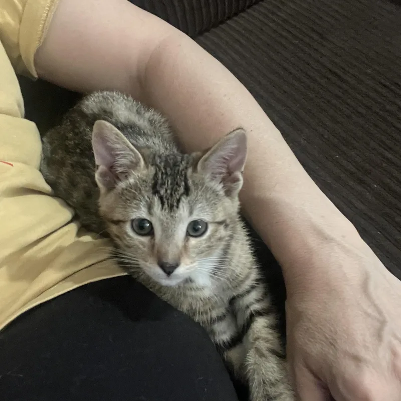 A baby small-sized male Tabby (Buff / Tan / Fawn) Tabby cat named Alvin for adoption in Queen Creek, AZ