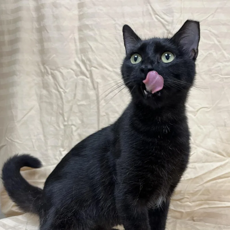 A young medium-sized female Black Domestic Short Hair cat named Lunaria for adoption in Lyndhurst, VA