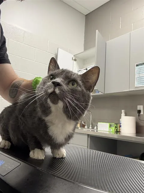 An adult small-sized male Domestic Short Hair cat named Koa for adoption in Indianapolis, IN