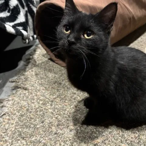 A young medium-sized male Black Domestic Short Hair cat named Burdock for adoption in Hudsonville, MI