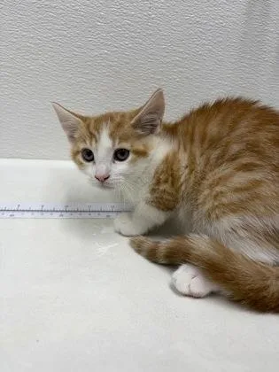 A baby small-sized female Domestic Short Hair cat named Cruz for adoption in West Chester, PA