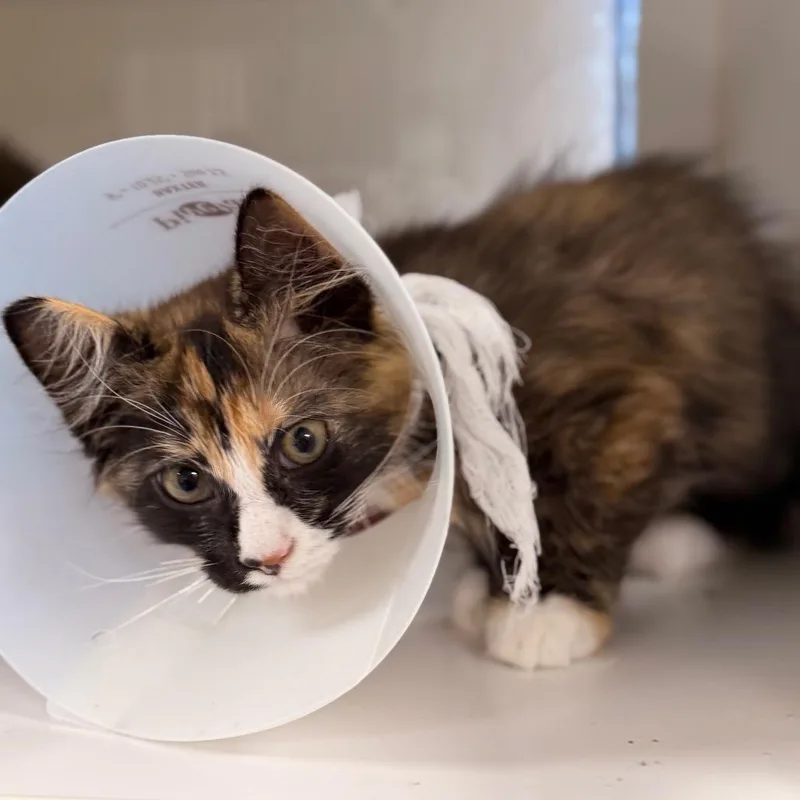 A baby small-sized female Tortoiseshell Domestic Short Hair cat named Insta for adoption in Gainesville, FL