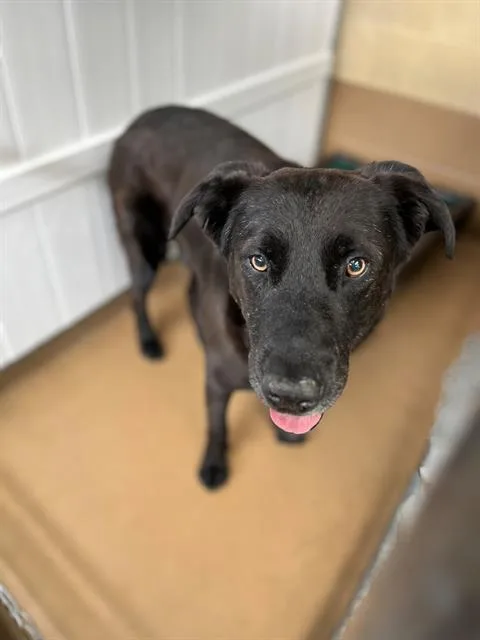 An adult large-sized male Labrador Retriever dog named Reed for adoption in Chula Vista, CA