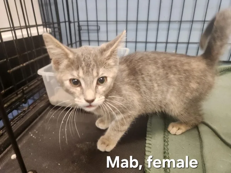 A baby medium-sized female Gray / Blue / Silver Domestic Short Hair cat named Mab for adoption in Evansville, IN