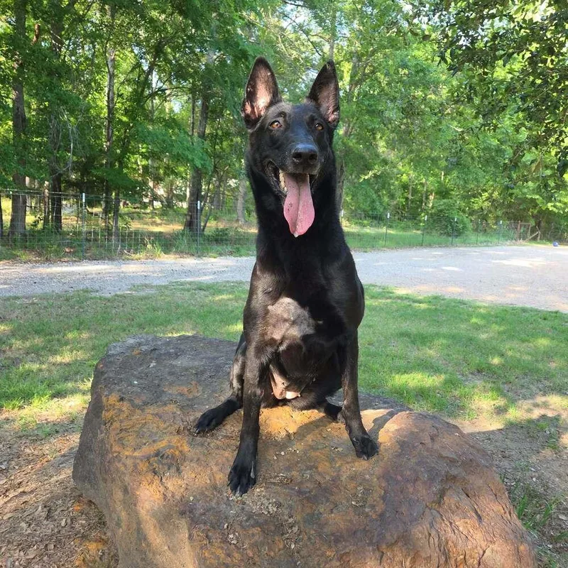 An adult large-sized female Tricolor (Brown, Black, & White) Belgian Shepherd / Malinois dog named Takara Fna Amaya  for adoption in Imlay City, MI
