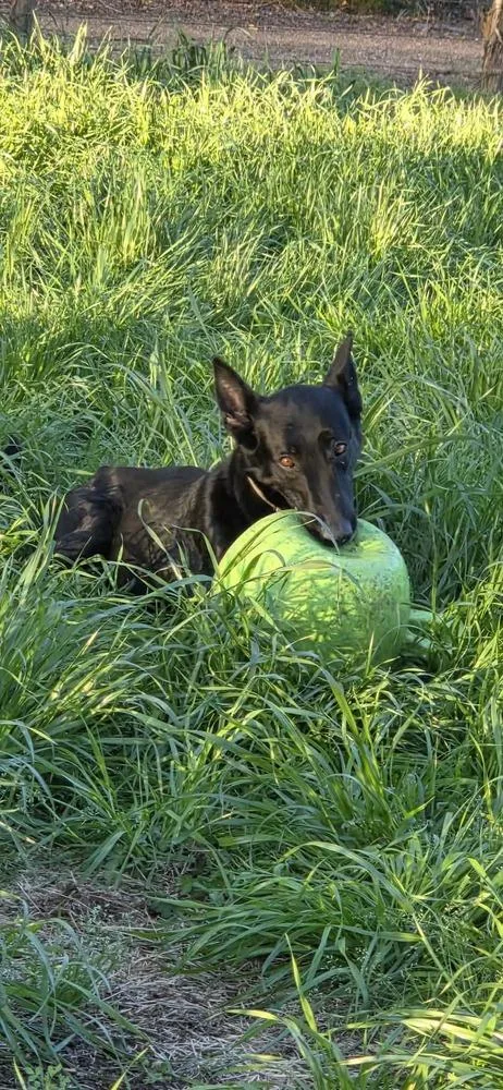 Takara Fna Amaya  thumbnail 4