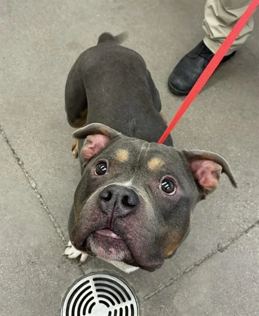 A young large-sized male Pit Bull Terrier dog named Chevy for adoption in Mesa, AZ