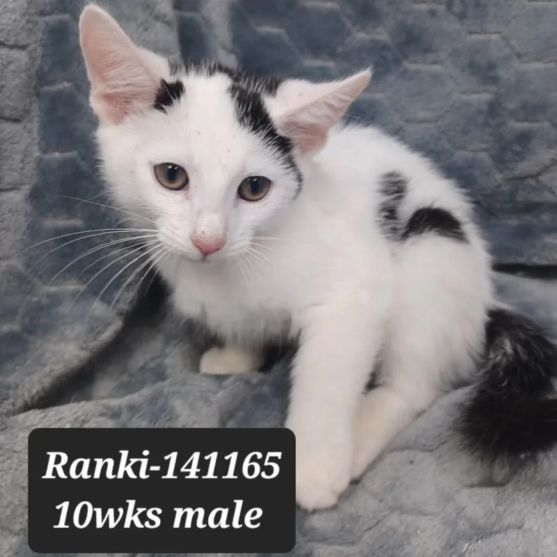 A baby small-sized male Domestic Short Hair cat named Ranki for adoption in New Tazewell, TN