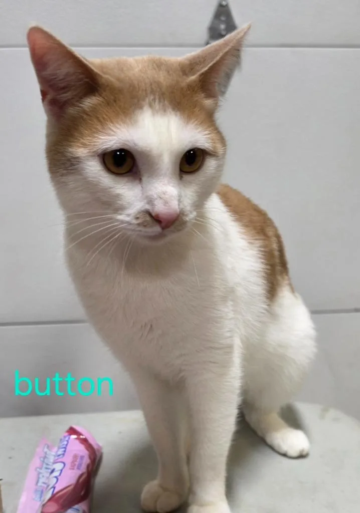A young medium-sized male Domestic Short Hair cat named Button for adoption in Cloquet, MN