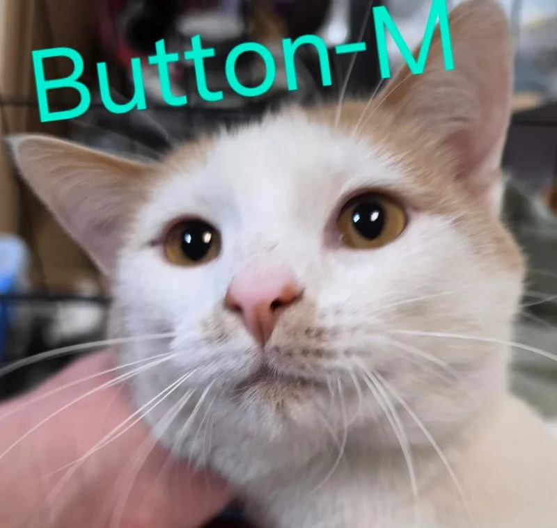 Button thumbnail 2