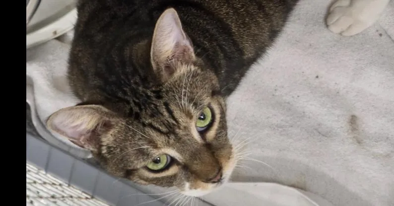 An adult large-sized male Domestic Short Hair cat named Bo for adoption in Fort Walton Beach, FL