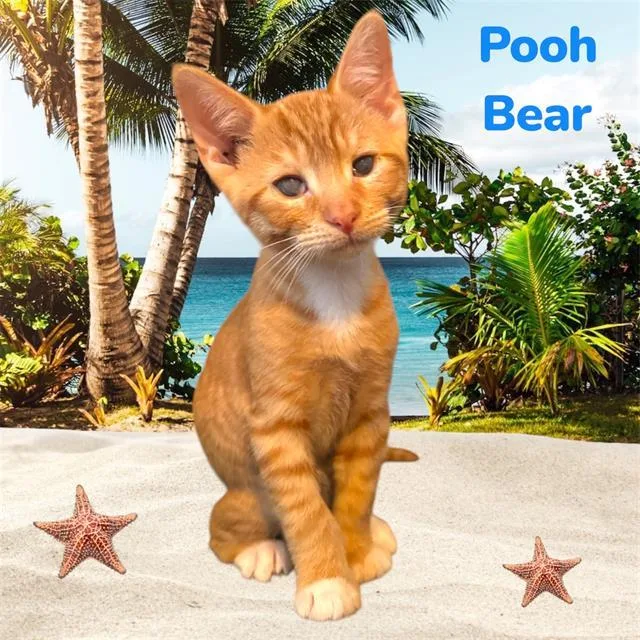 Pooh Bear