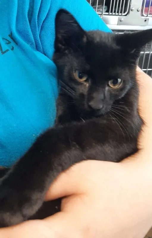A young medium-sized male Black Domestic Short Hair cat named Rootbeer for adoption in Georgetown, OH
