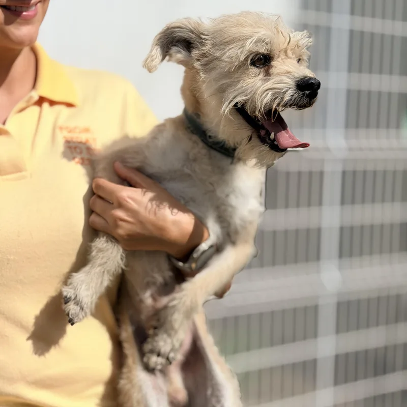 A young small-sized female Border Terrier dog named Wookie for adoption in Manvel, TX